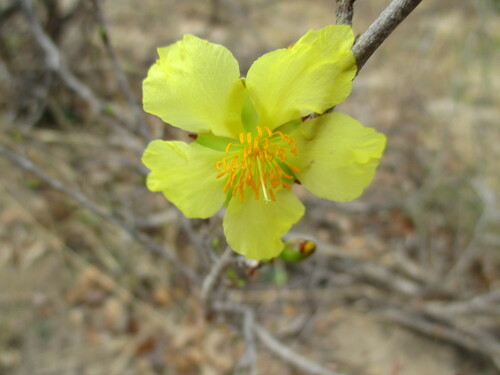 Ochna cinnabarina (Ochna cinnabarina)