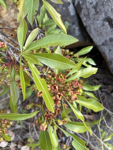 Ochna confusa (Ochna confusa)