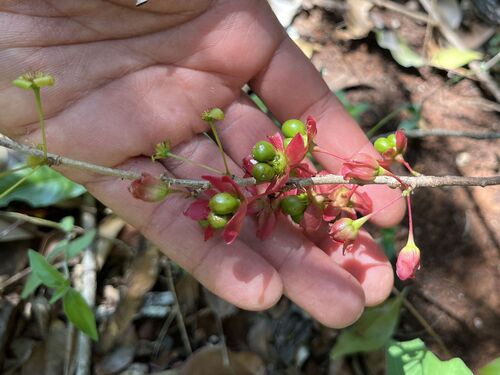 Ochna confusa (Ochna confusa)