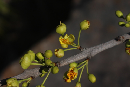Ochna gamblei (Ochna gamblei)