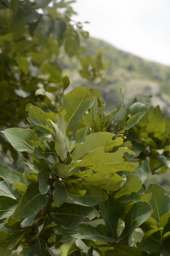 Ochna gamblei (Ochna gamblei)