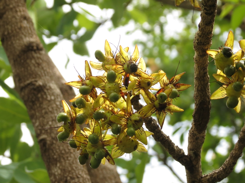 Ochna gamblei (Ochna gamblei)