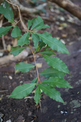 Ochna holstii (Ochna holstii)