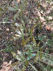 Ochna holstii (Ochna holstii)