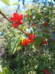 Ochna inermis (Ochna inermis)