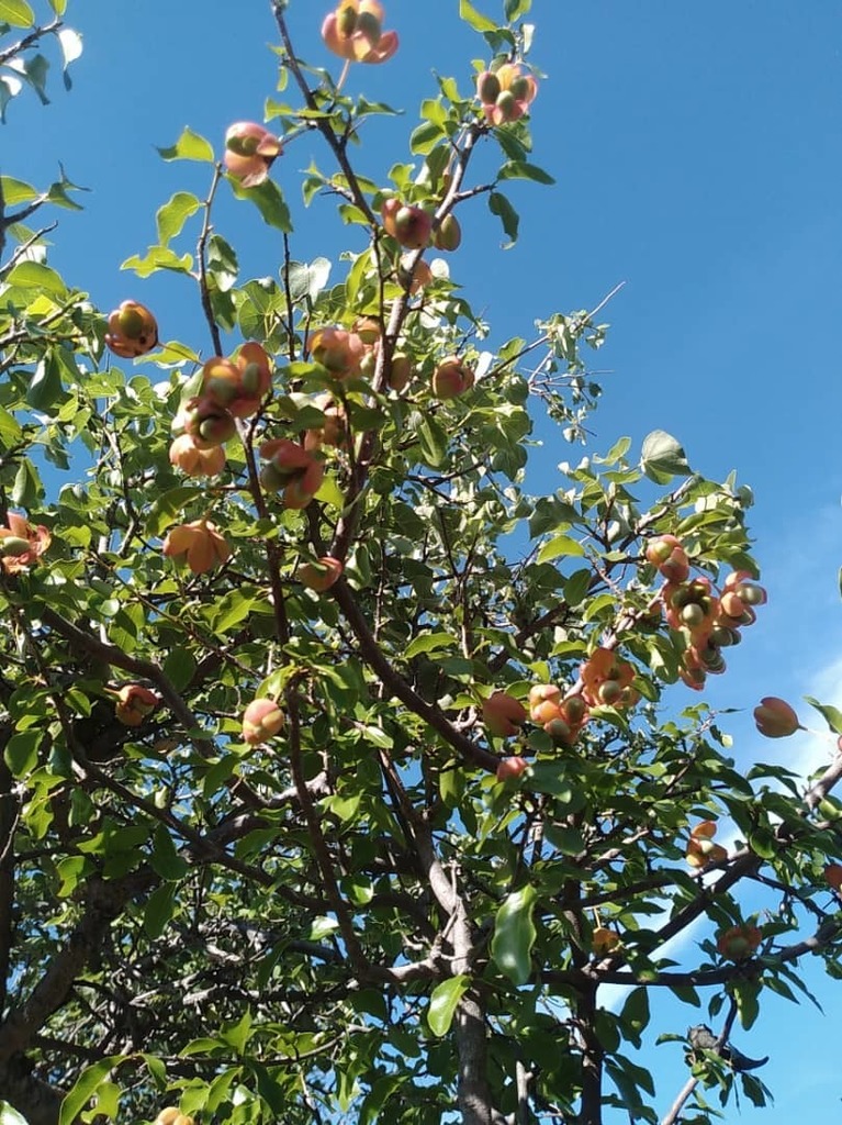 Ochna inermis (Ochna inermis)