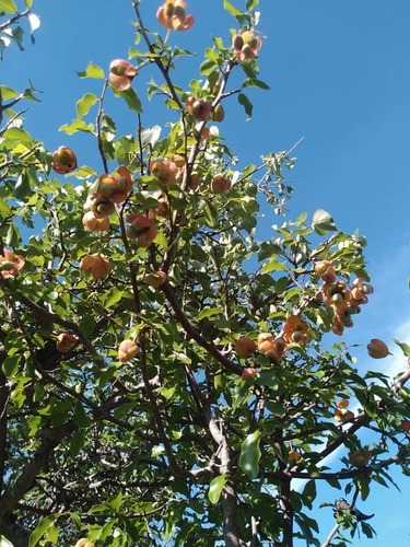 Ochna inermis (Ochna inermis)