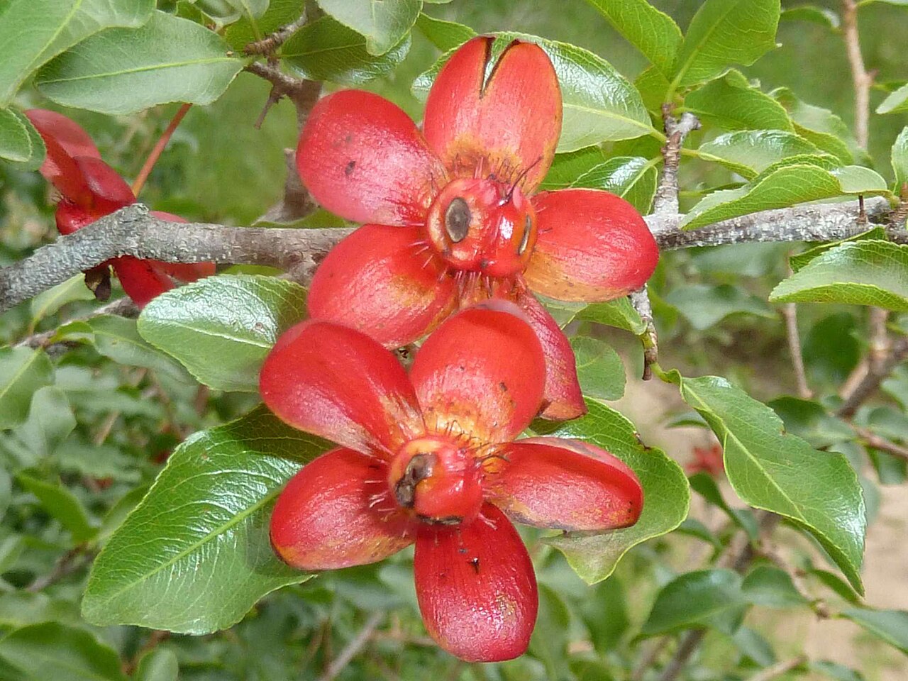 Ochna inermis: Boat-Fruited Ochna