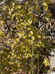 Ochna inermis (Ochna inermis)