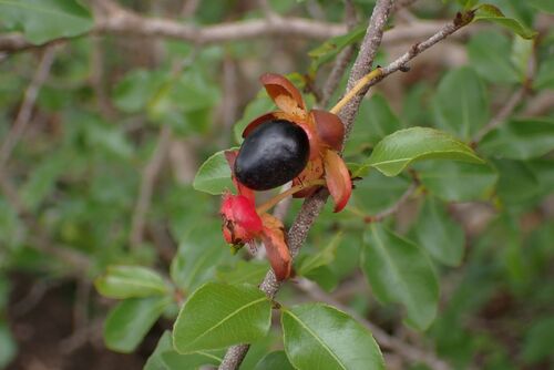 Ochna inermis (Ochna inermis)
