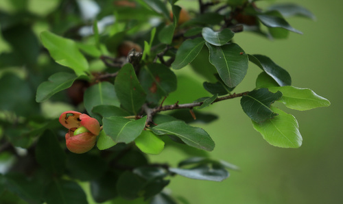 Ochna inermis (Ochna inermis)