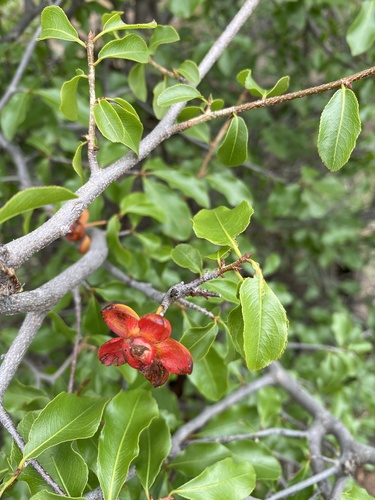 Ochna inermis (Ochna inermis)