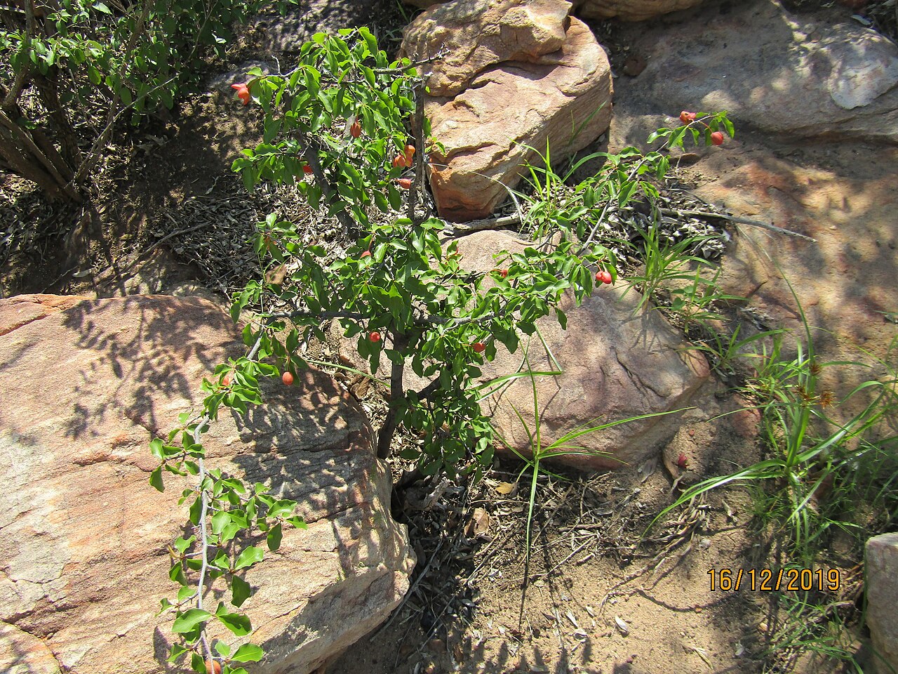 Ochna inermis: Boat-Fruited Ochna
