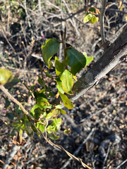 Ochna inermis (Ochna inermis)