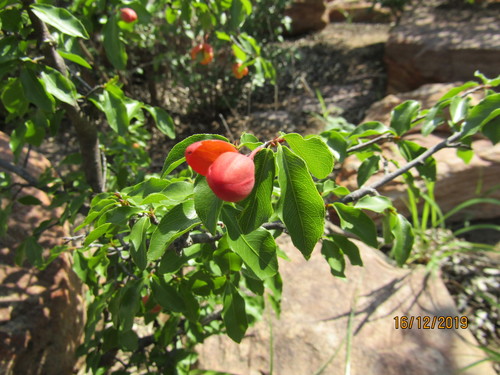 Ochna inermis (Ochna inermis)