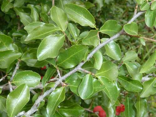Ochna inermis (Ochna inermis)