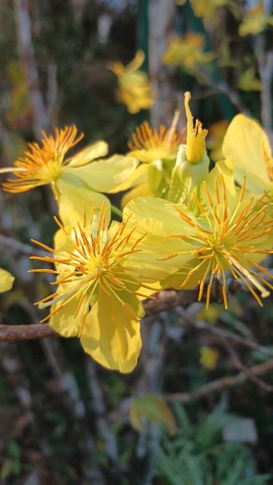 Vietnamese mickey-mouse plant (Ochna integerrima)