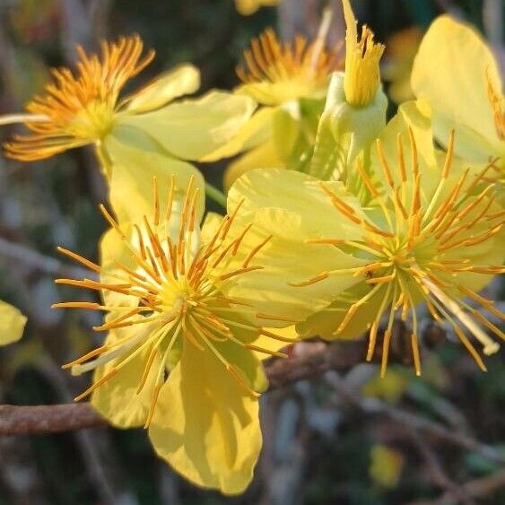 Vietnamese mickey-mouse plant (Ochna integerrima)