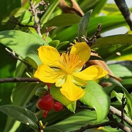Vietnamese mickey-mouse plant (Ochna integerrima)
