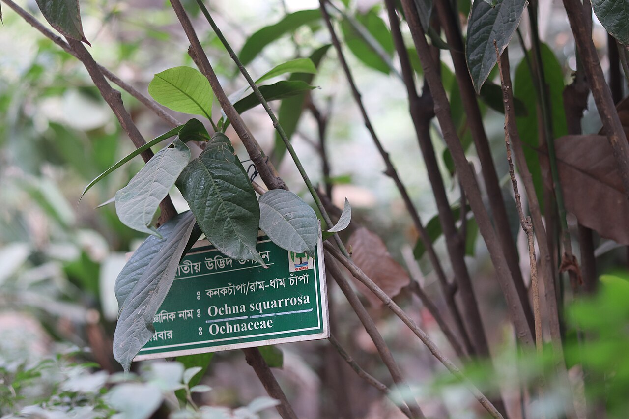 Bird's-eye bush: Ochna squarrosa at Baldah garden