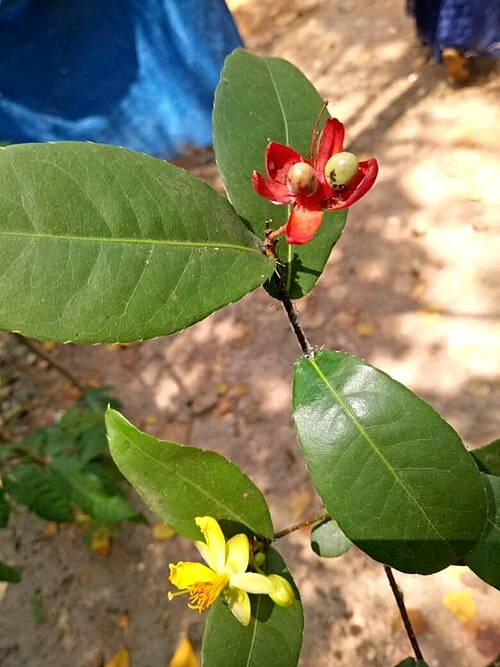 Ochna lanceolata: Ochna wightiana - micky mouse plant. From Ezhupunna