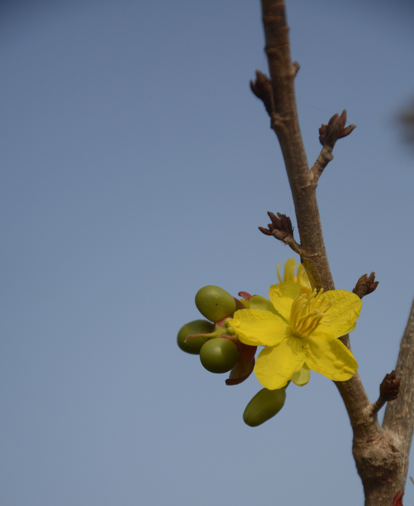 Ochna lanceolata (Ochna lanceolata)