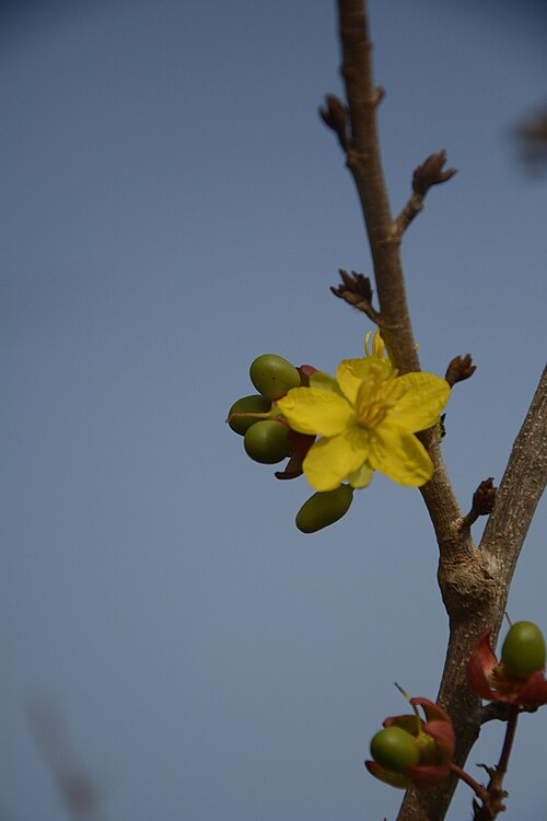 Ochna lanceolata: Ochna lanceolata