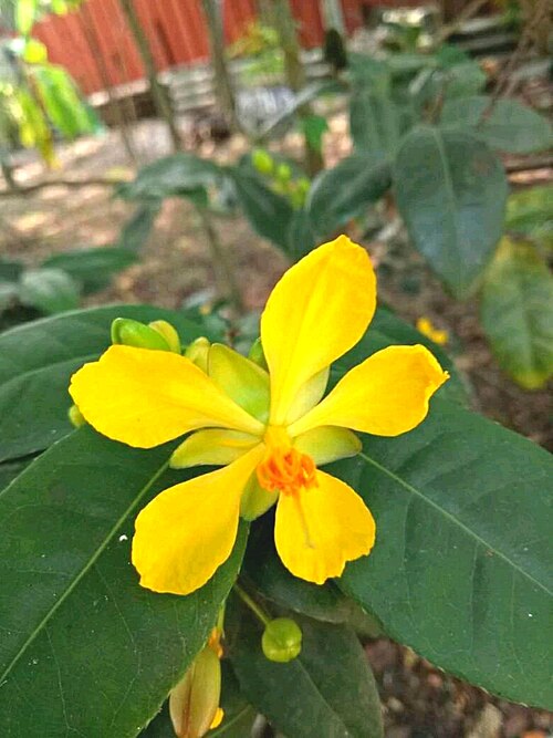 Ochna lanceolata: Ochna wightiana - micky mouse plant. From Ezhupunna