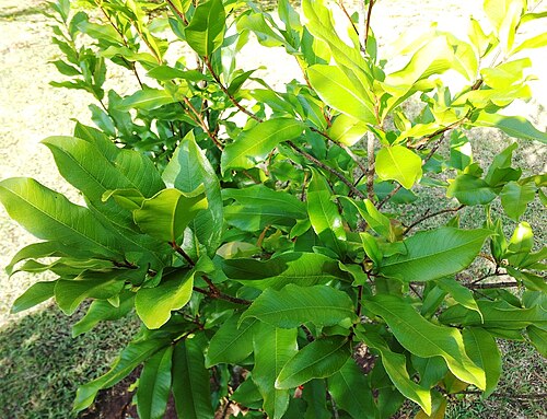 Ochna mauritiana: Ochna mauritiana - Bois bouquet banane - Mauritius