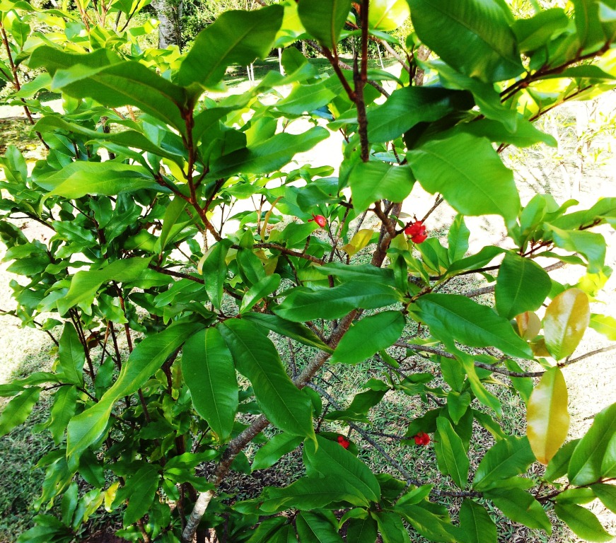 Ochna mauritiana: Ochna mauritiana - Bois bouquet banane - Mauritius