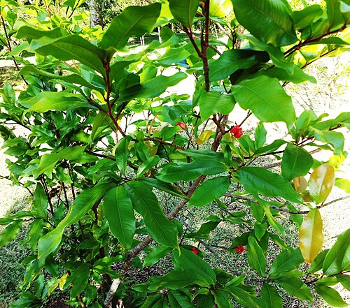 Ochna mauritiana: Ochna mauritiana - Bois bouquet banane - Mauritius