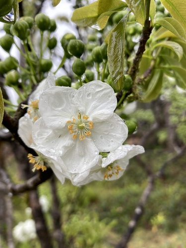 Ochna mauritiana (Ochna mauritiana)