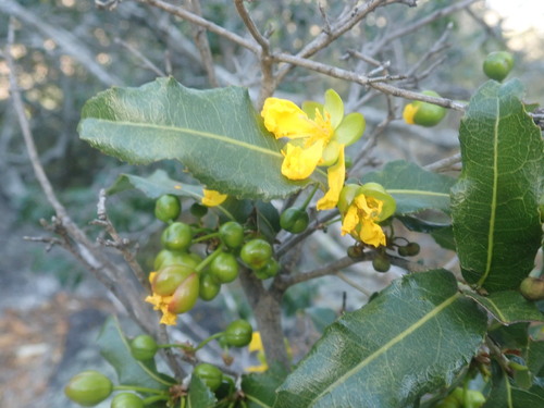 Ochna natalitia (Ochna natalitia)