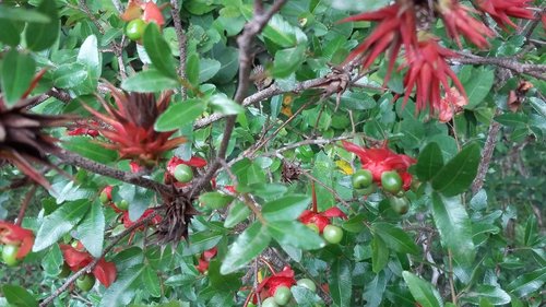 Ochna natalitia (Ochna natalitia)