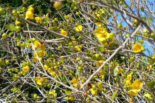 Ochna natalitia (Ochna natalitia)