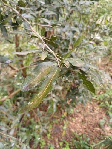 Ochna natalitia (Ochna natalitia)
