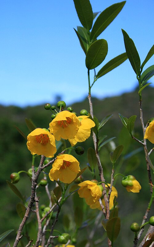 Ochna natalitia: Ochna natalitia , Ochnaceae – Südafrika/South Africa: Mpumalanga, Blyde River Canyon, ca. 40 km N Graskop, ca. 1095 m