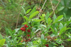 Ochna natalitia (Ochna natalitia)