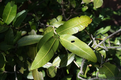 Ochna natalitia (Ochna natalitia)