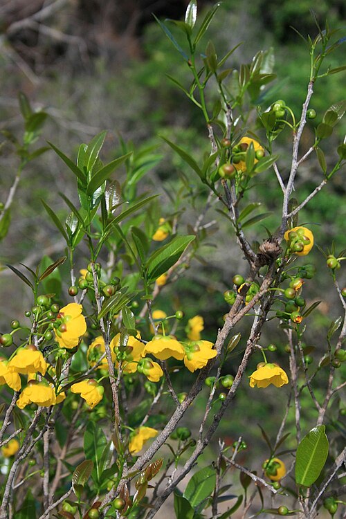 Ochna natalitia: Ochna natalitia , Ochnaceae – Südafrika/South Africa: Mpumalanga, Blyde River Canyon, ca. 40 km N Graskop, ca. 1095 m