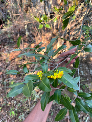 Ochna natalitia (Ochna natalitia)