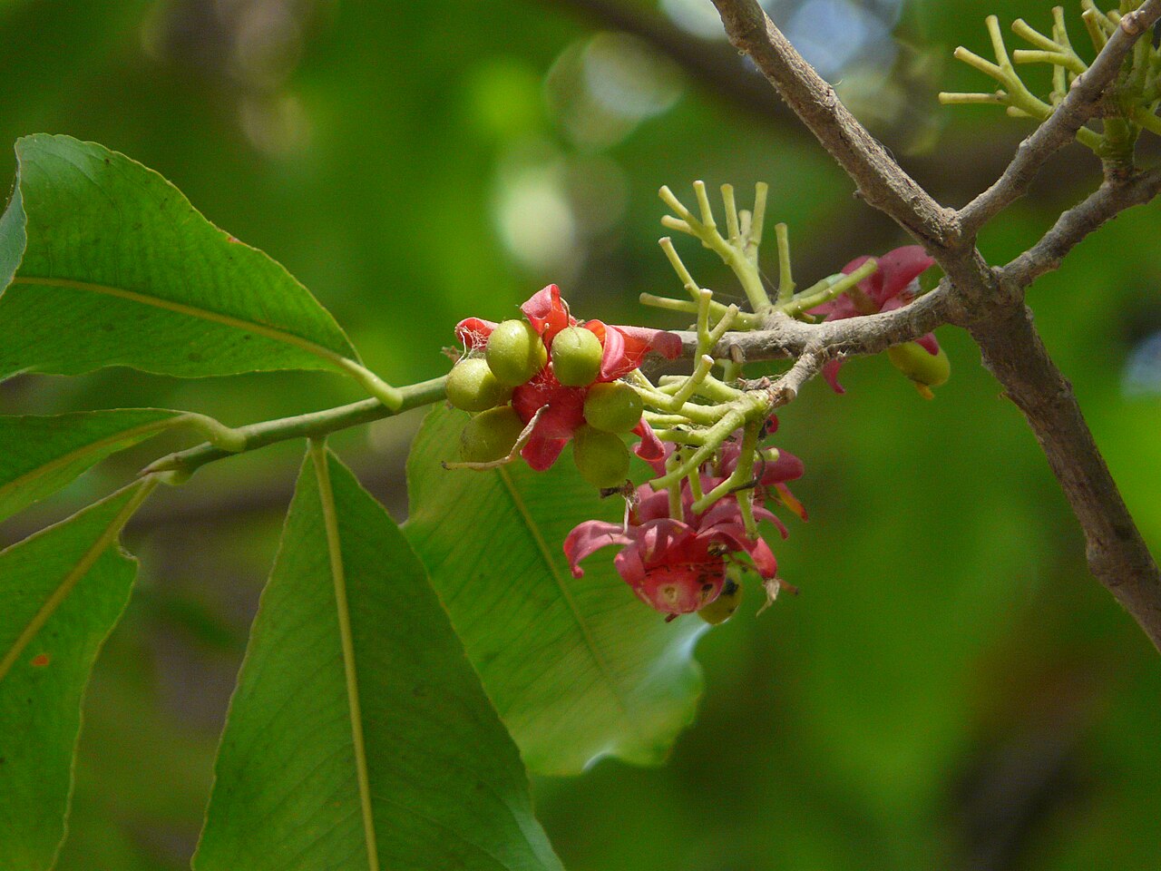 Ochna obtusata: Ochna obtusata