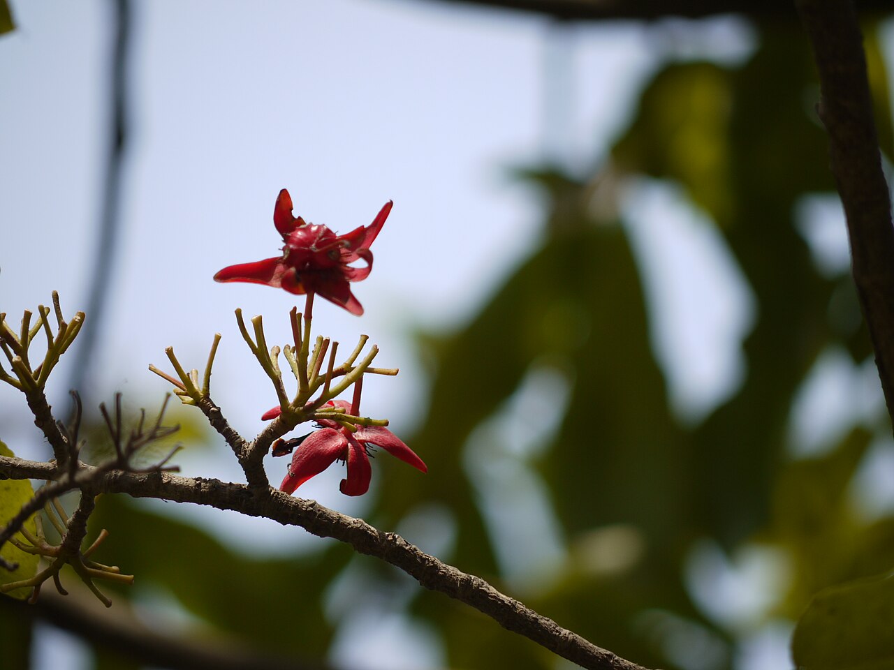 Ochna obtusata: Ochna obtusata