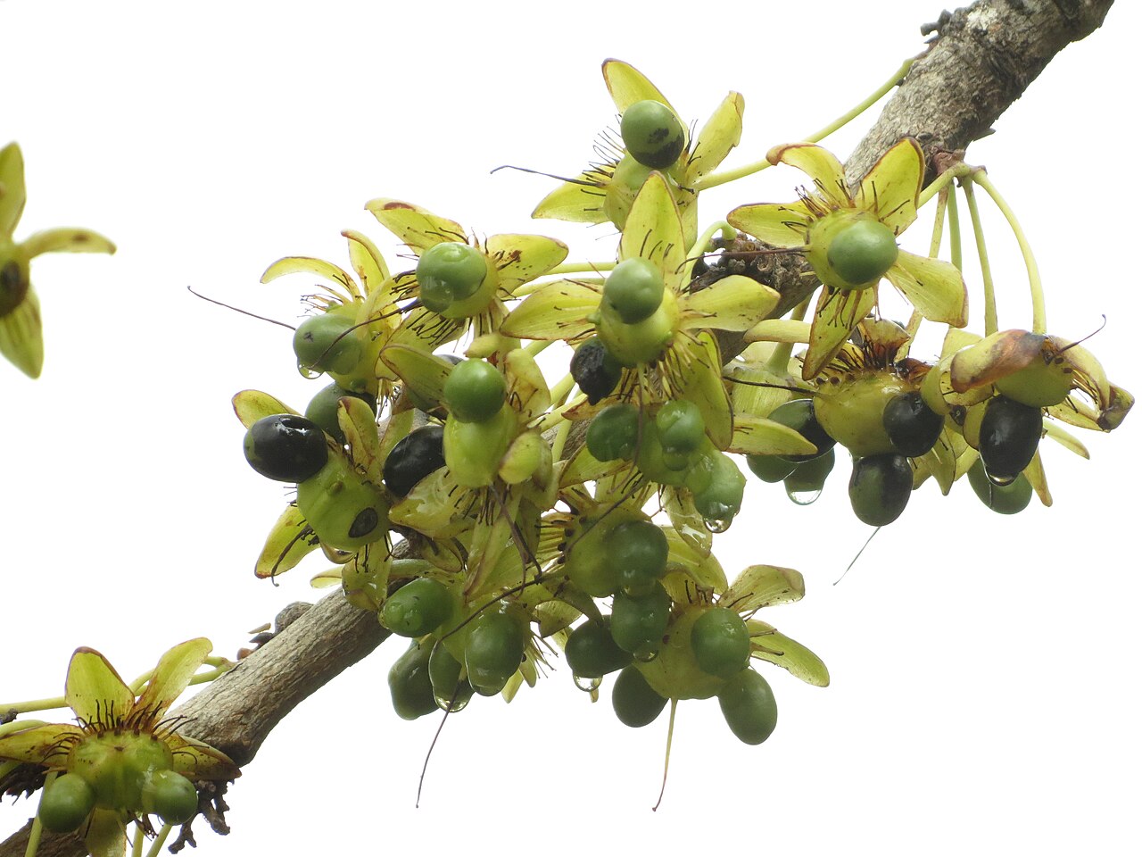 Ochna obtusata: Ochna obtusata var gamblei seen in Turahalli forest, Bengaluru. Heavily fruiting.