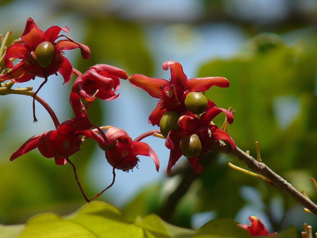 Ochna obtusata: Ochna obtusata