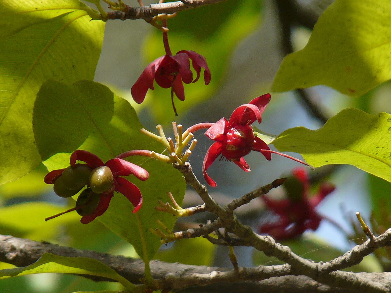 Ochna obtusata: Ochna obtusata