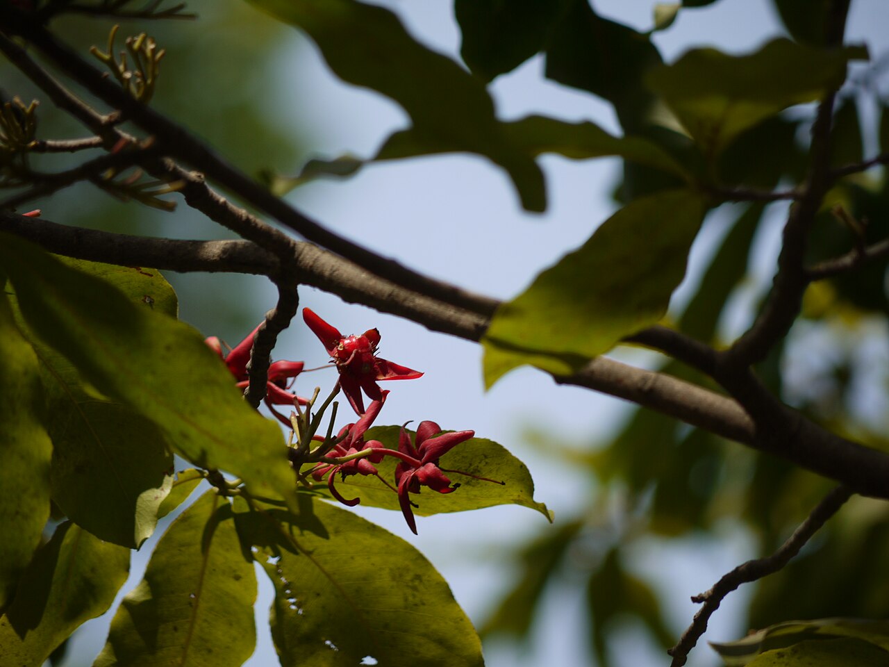Ochna obtusata: Ochna obtusata