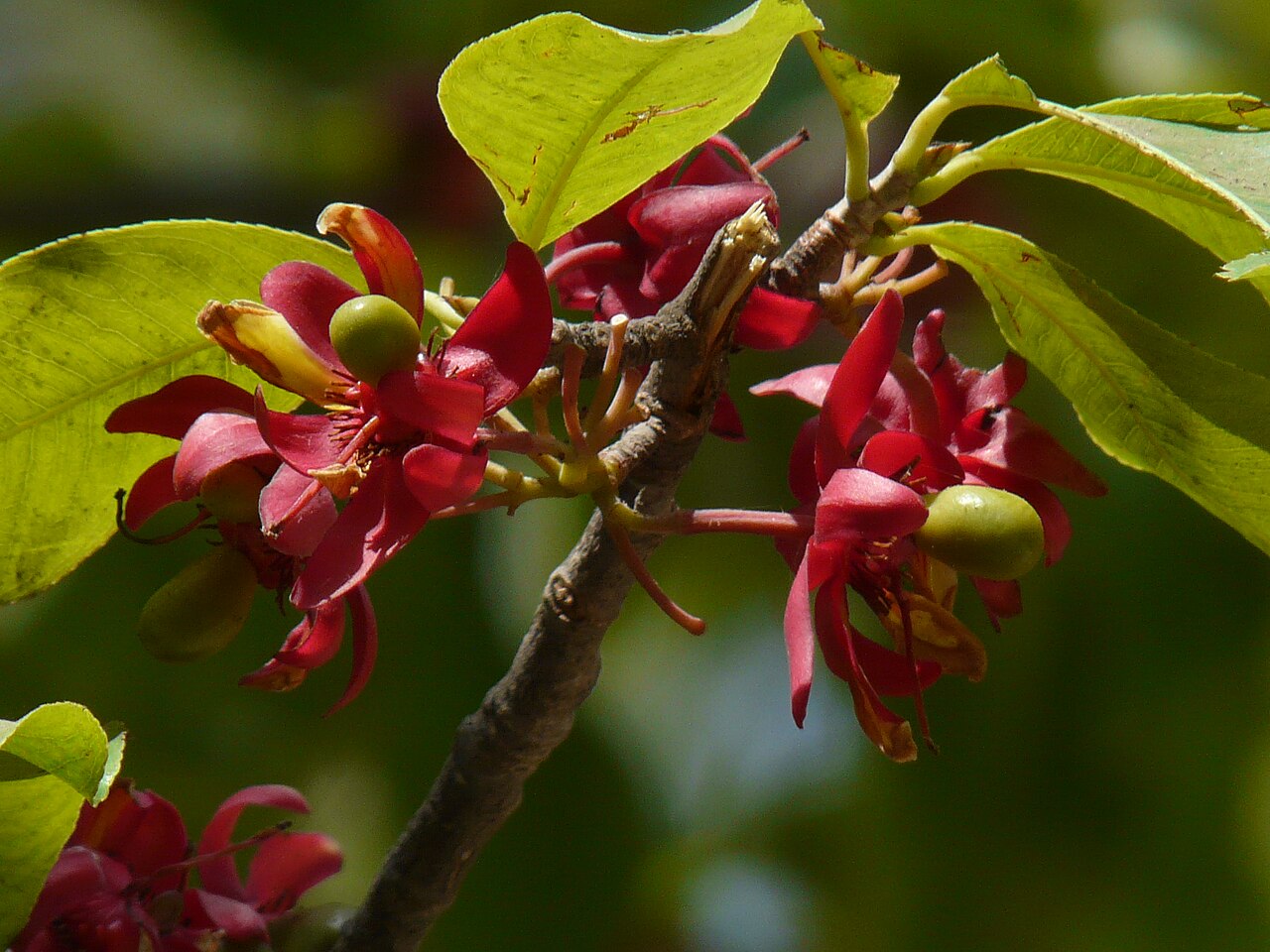 Ochna obtusata: Ochna obtusata