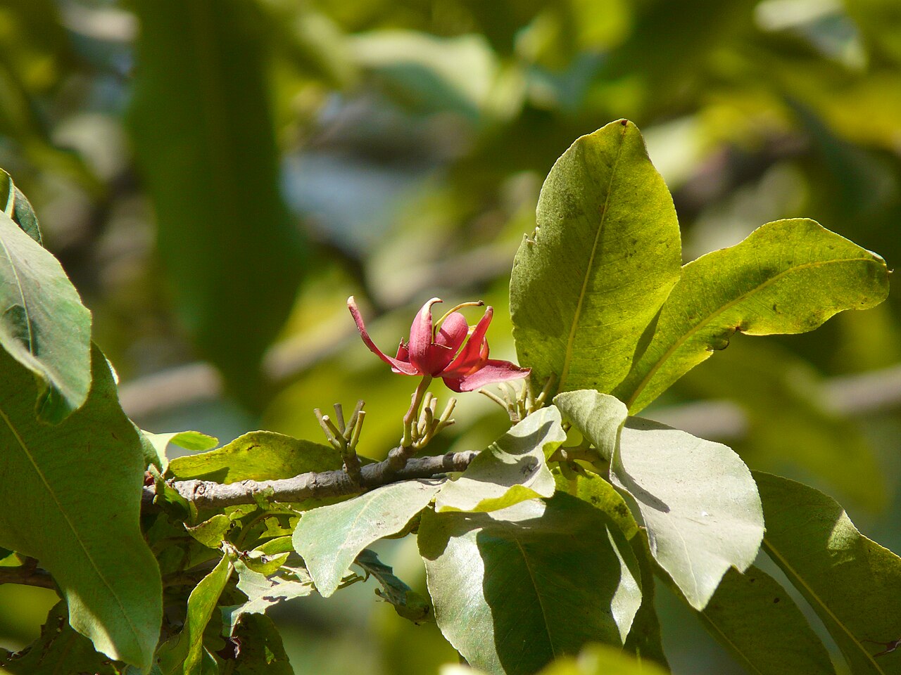 Ochna obtusata: Ochna obtusata