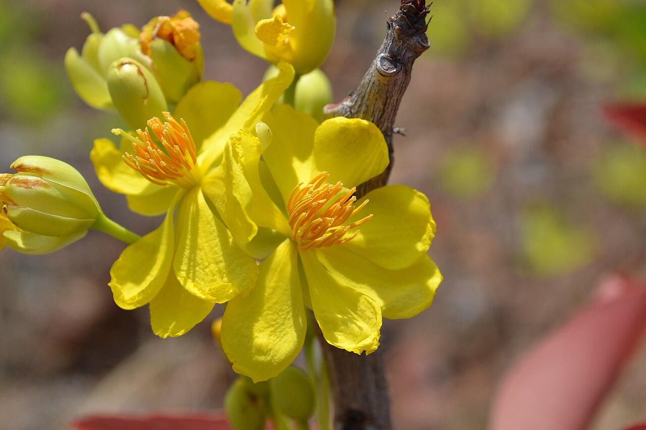 Ochna obtusata: Small trees belonging to the family Ochnaceae.